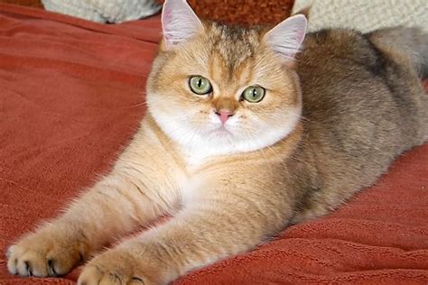 This breed, in fact, comes in a wide variety of coat colors and patterns. . British shorthair ny11 price